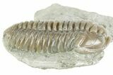 Prone Flexicalymene Trilobite - Mt Orab, Ohio #380331-1